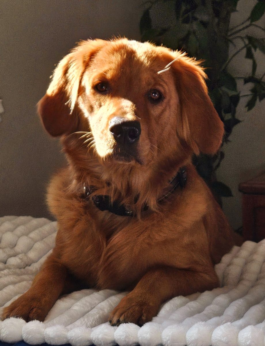 Leiyla, a golden retriever, smiling with a green plant behind her
